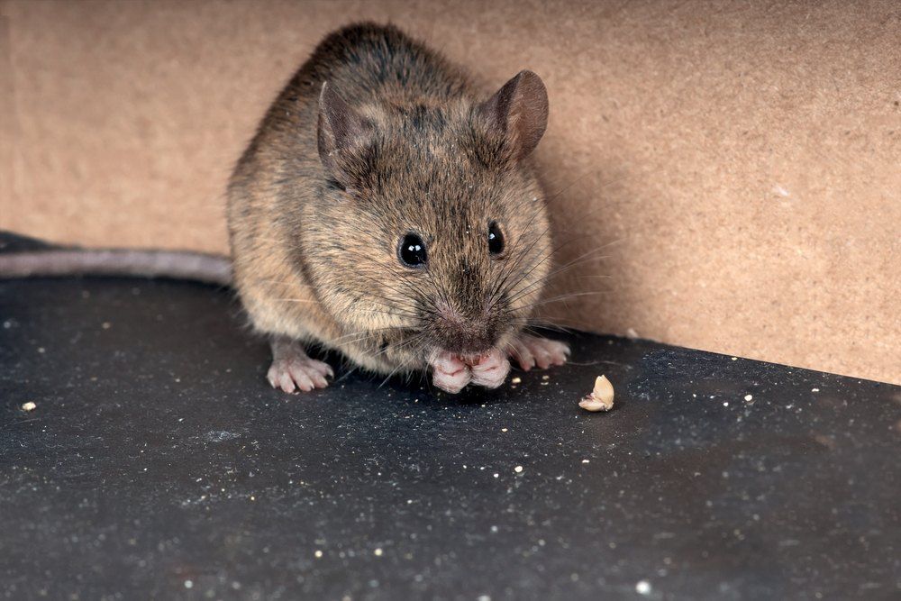 Mouse Eating Crumbs on a Dark Surface — Optimum Pest Services In Gordonvale, QLD