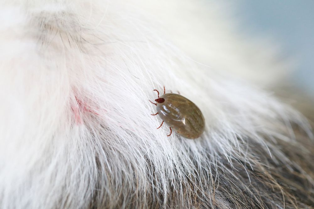 Tick on Animal Fur — Optimum Pest Services In Edge Hill, QLD