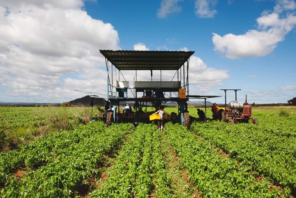 A Group of People Are Working in a Field With a Machine — Optimum Pest Services In Mareeba, QLD