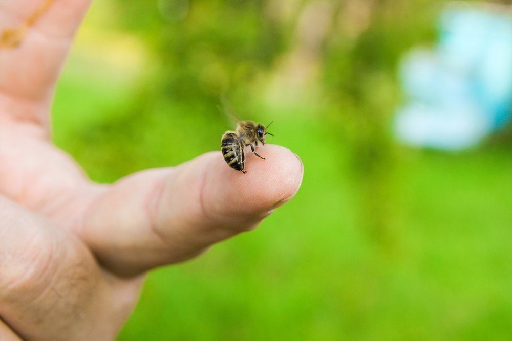 Bee Perched on a Person's Fingertip — Optimum Pest Services In Mareeba, QLD
