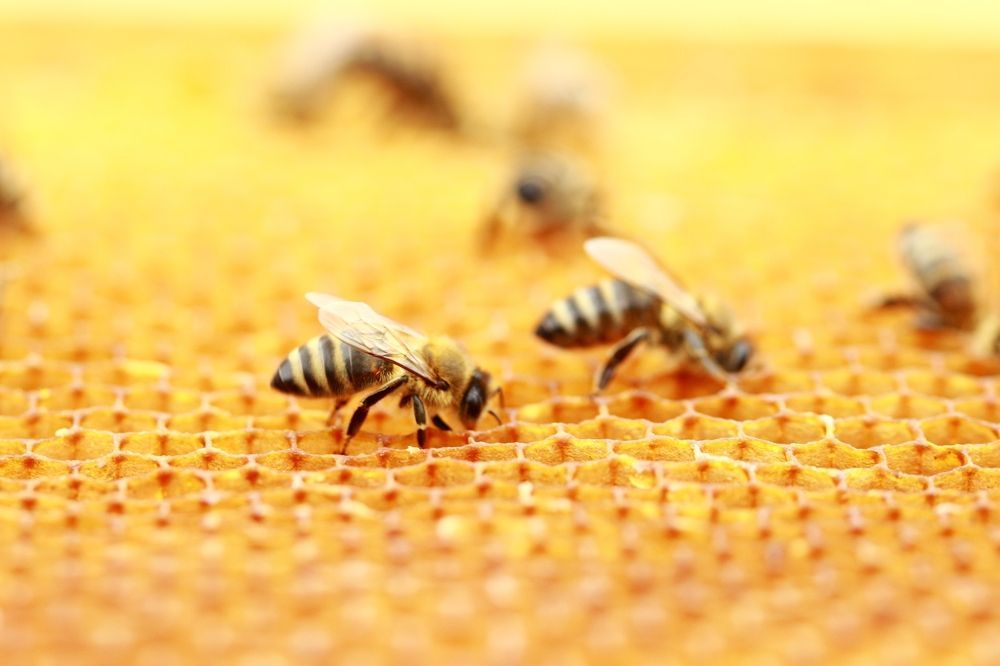 Bees on Honeycomb — Optimum Pest Services In Edge Hill, QLD