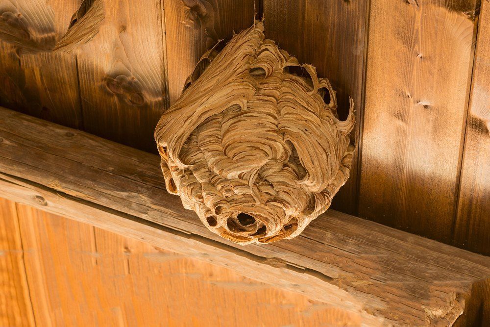 Wasp Nest Attached to Wooden Ceiling Beams — Optimum Pest Services In Port Douglas, QLD