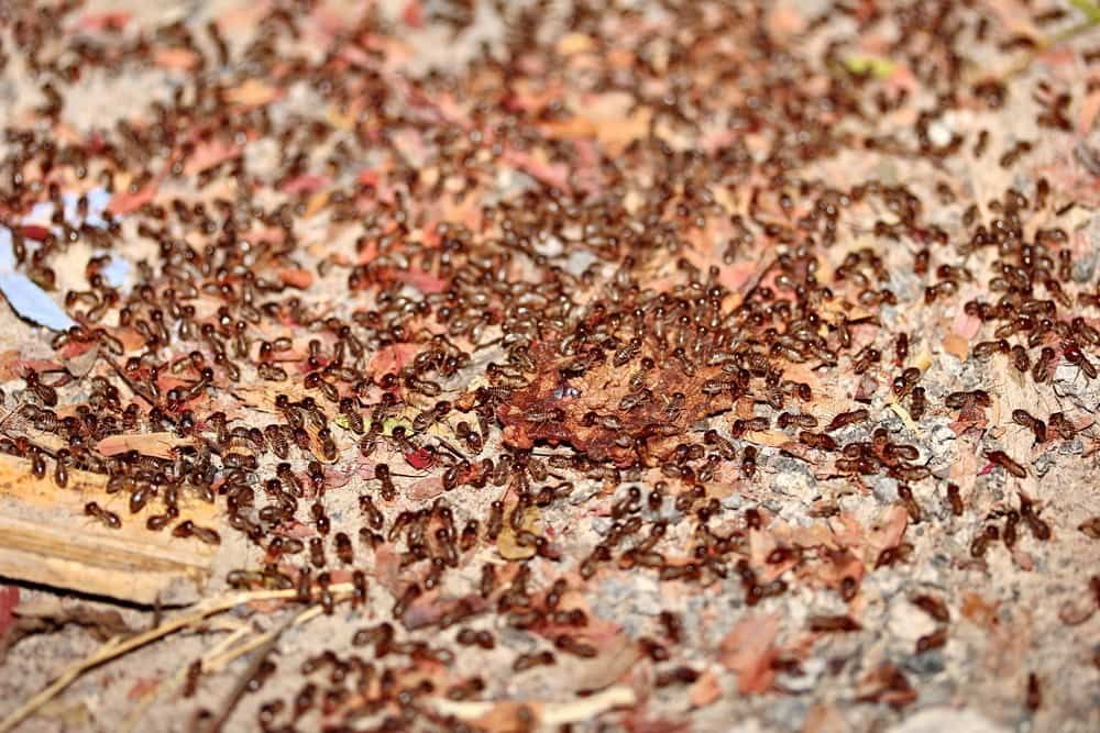 A Large Group of Ants Are Crawling on the Ground — Optimum Pest Services In Palm Cove, QLD