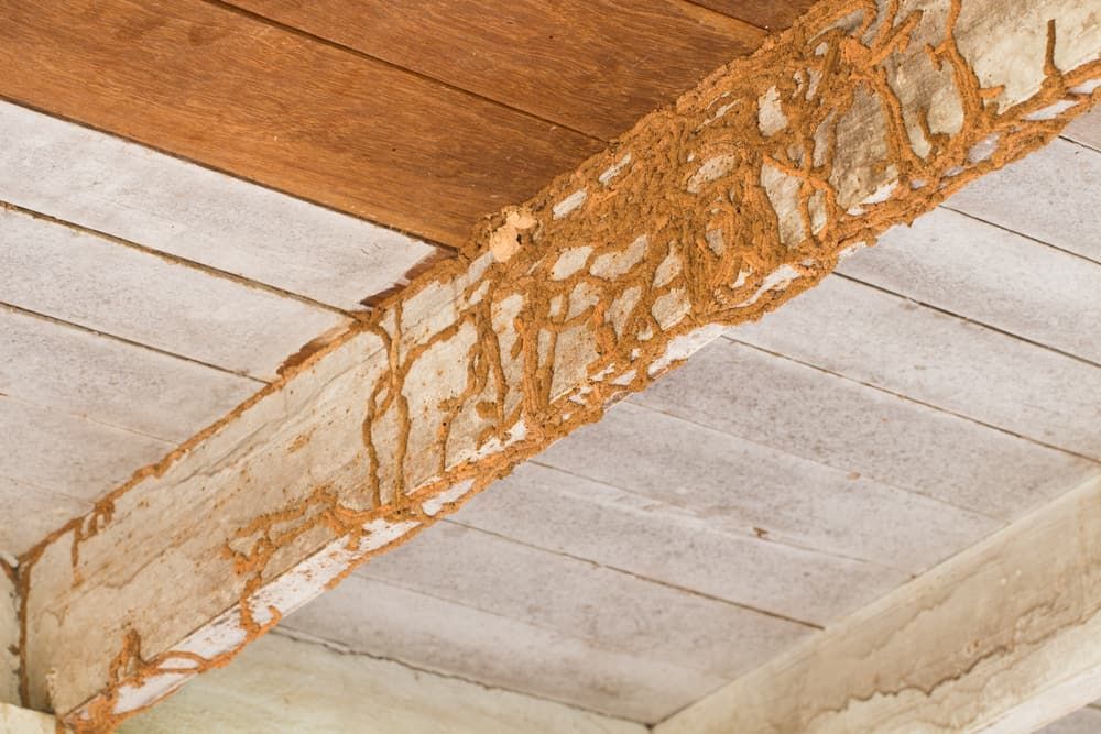 Brown Termite Tunnels on a Wooden Ceiling Beam — Optimum Pest Services In Atherton, QLD
