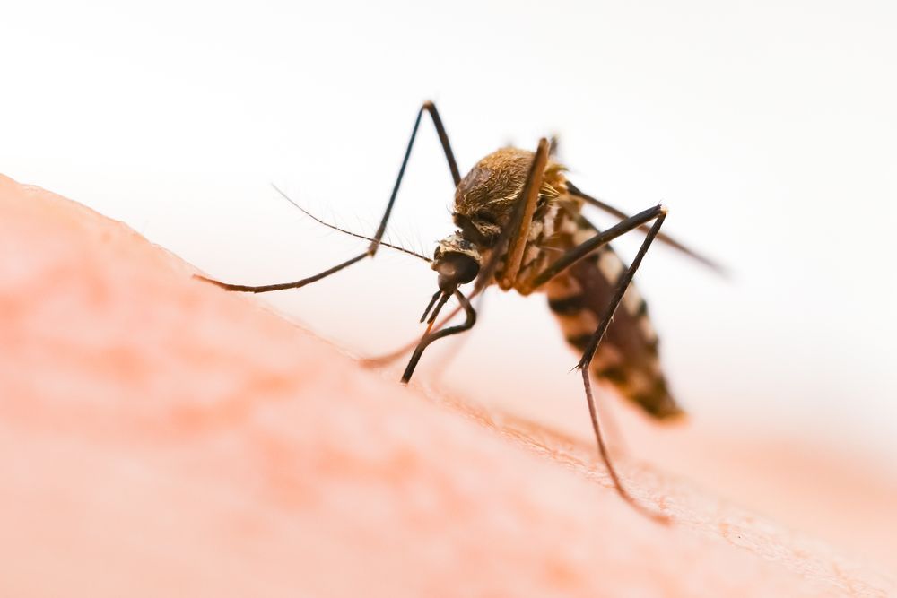 Mosquito Biting Skin — Optimum Pest Services In Edge Hill, QLD