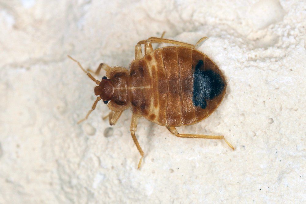 Bed Bug — Optimum Pest Services In Gordonvale, QLD