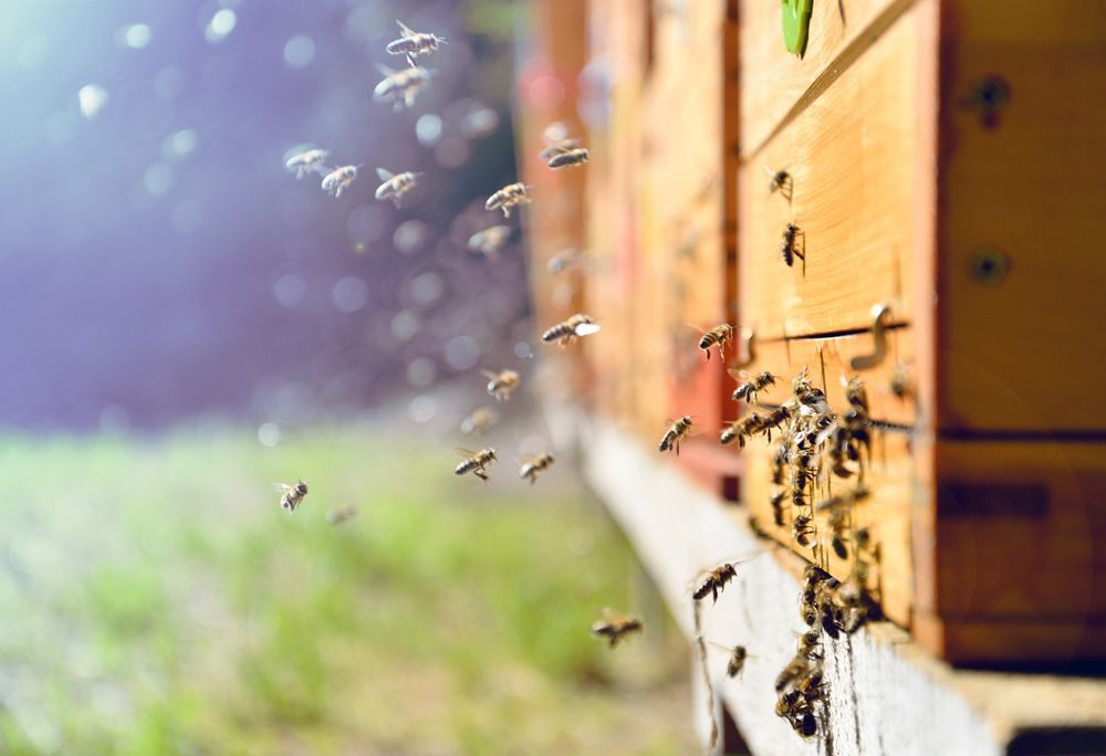 Bees Swarm Around — Optimum Pest Services In Edge Hill, QLD