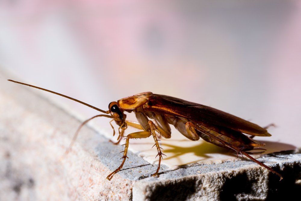 Brown Cockroach on a Concrete Surface — Optimum Pest Services In Gordonvale, QLD