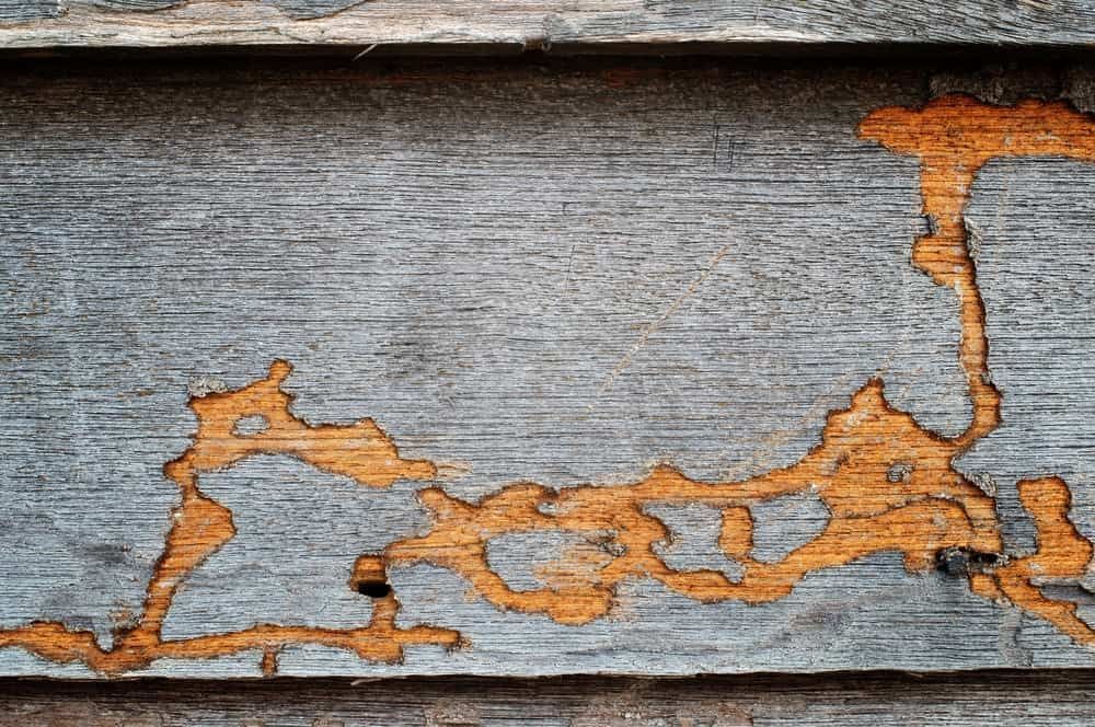 A Close Up of a Piece of Wood With Termites Coming Out of It — Optimum Pest Services In Palm Cove, QLD