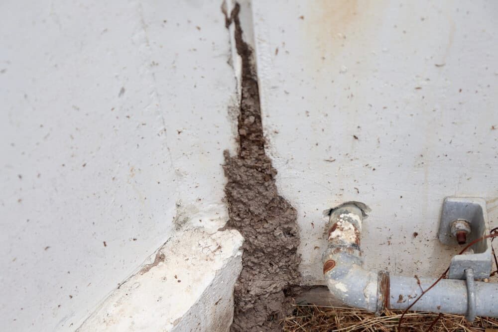 A Termite Mound is Growing on the Side of a Wall Next to a Pipe — Optimum Pest Services In Gordonvale, QLD