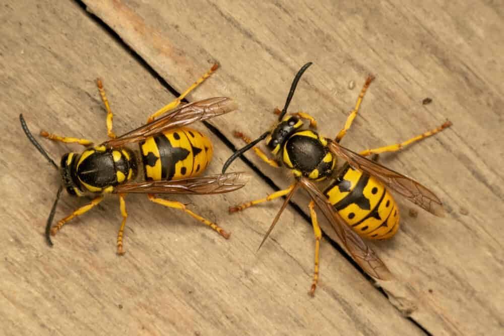 Two Wasps Are Sitting on a Wooden Surface — Optimum Pest Services In Port Douglas, QLD