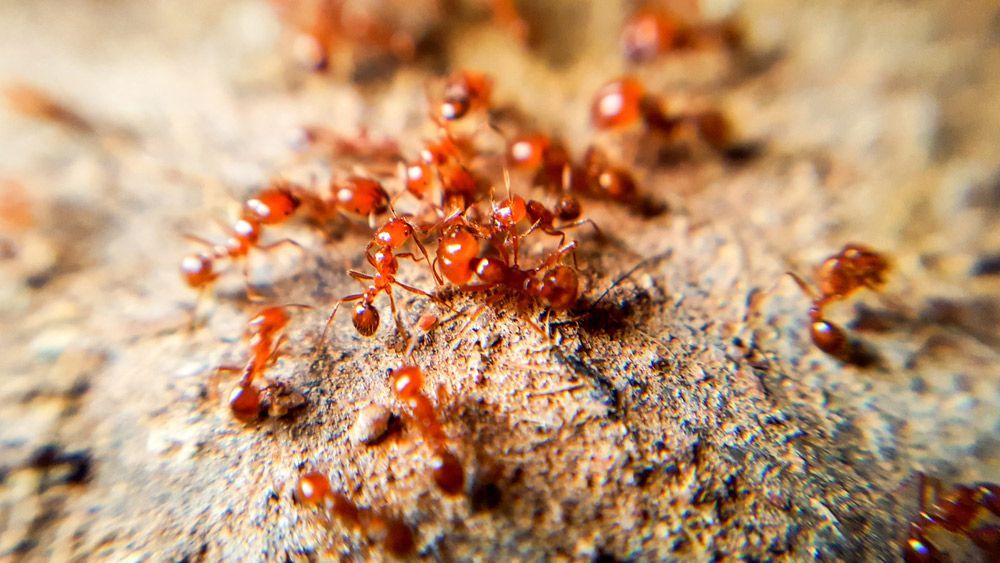 Closer Look Of A Red Ants