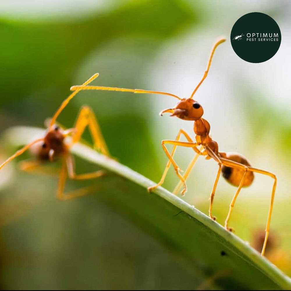 Two Orange Ants on a Green Leaf, One Reaching With Its Antennae — Optimum Pest Services In Edge Hill, QLD