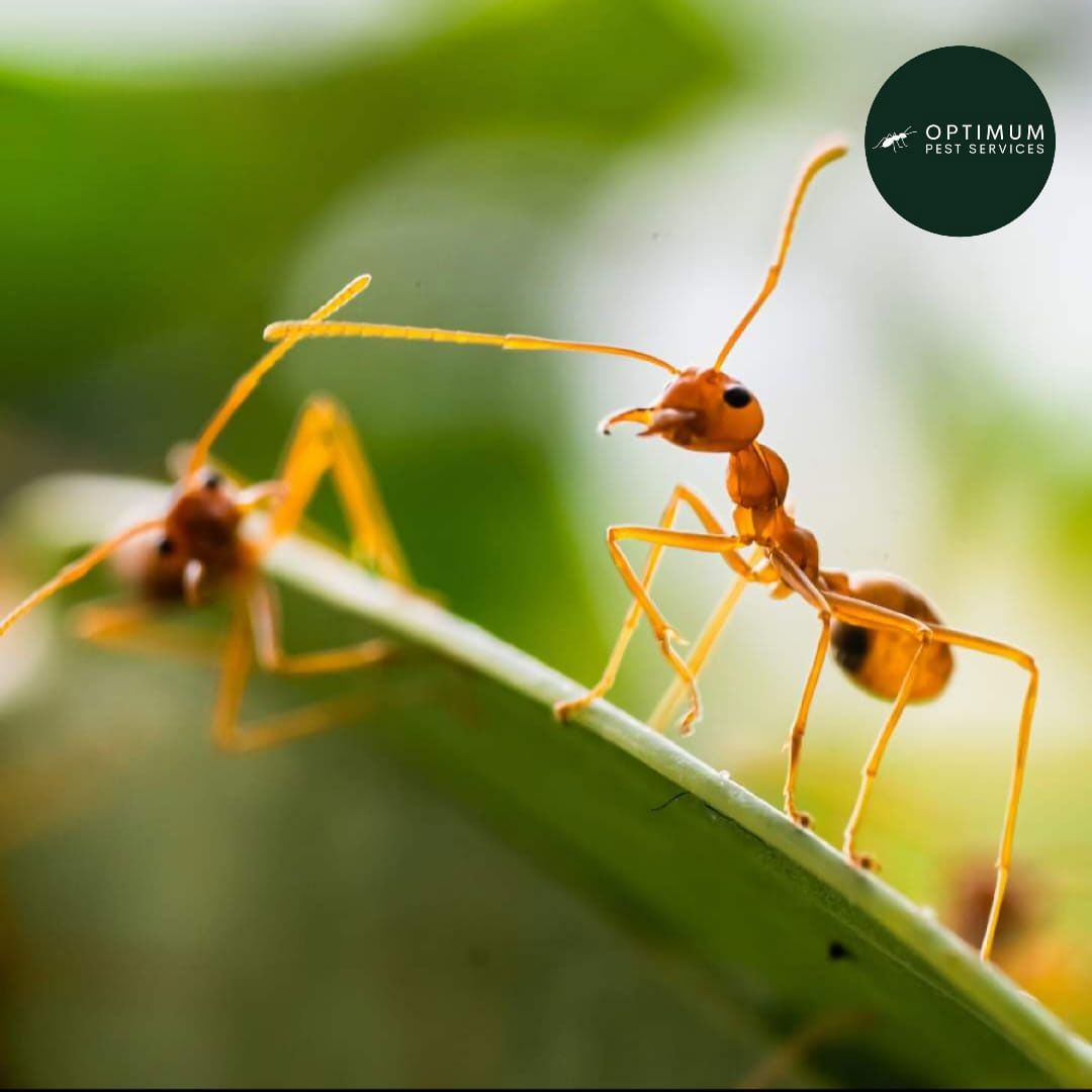 Ants On A Leaf