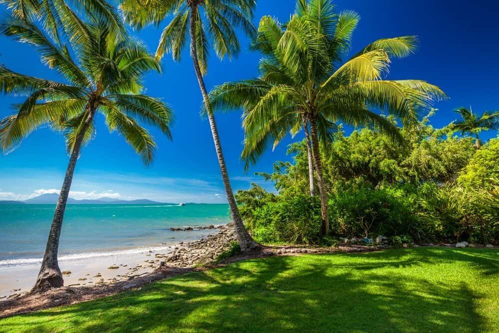 There Are Two Palm Trees on the Beach Near the Ocean — Optimum Pest Services In Port Douglas, QLD
