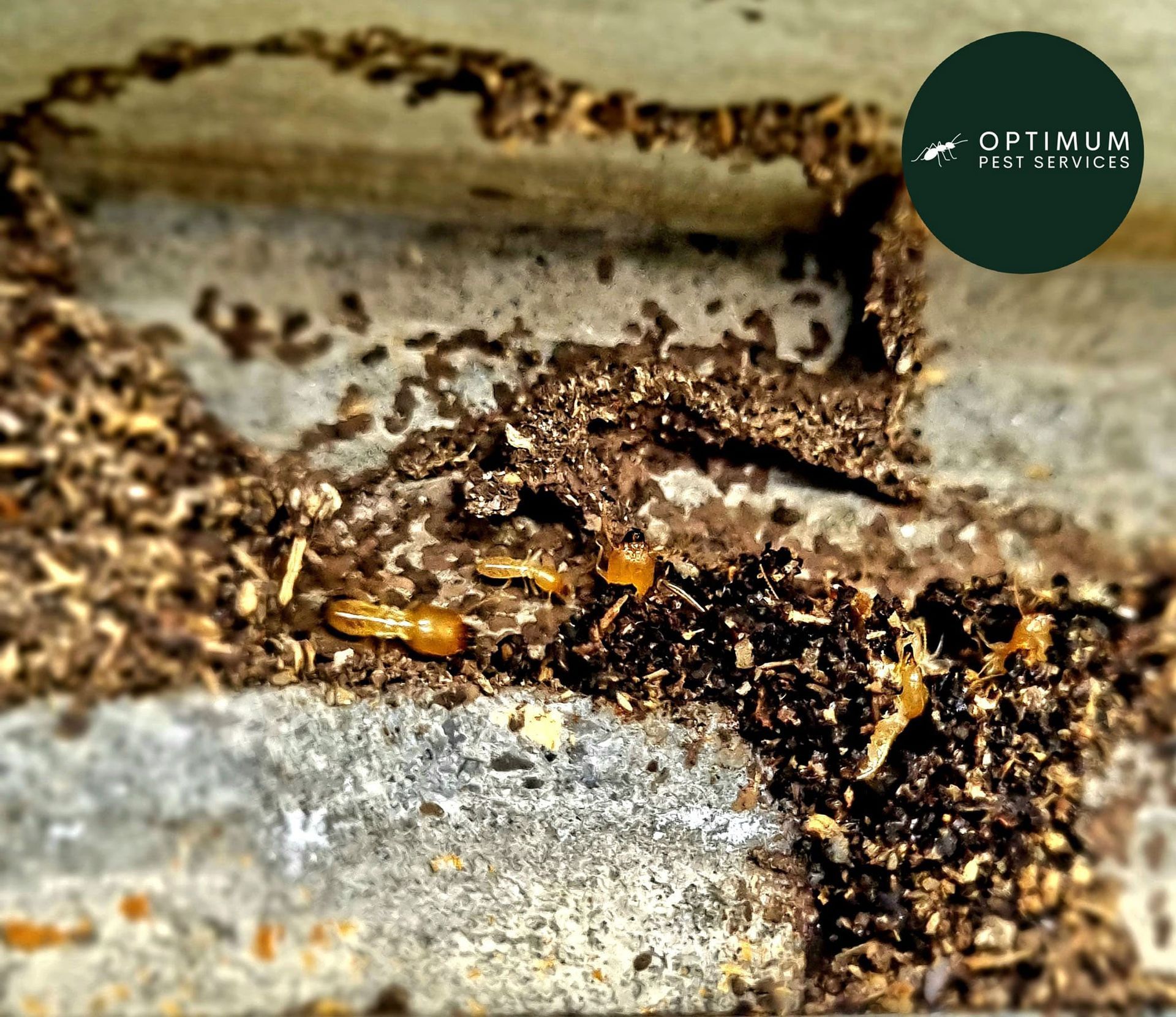 Closeup On Termites On A Concrete