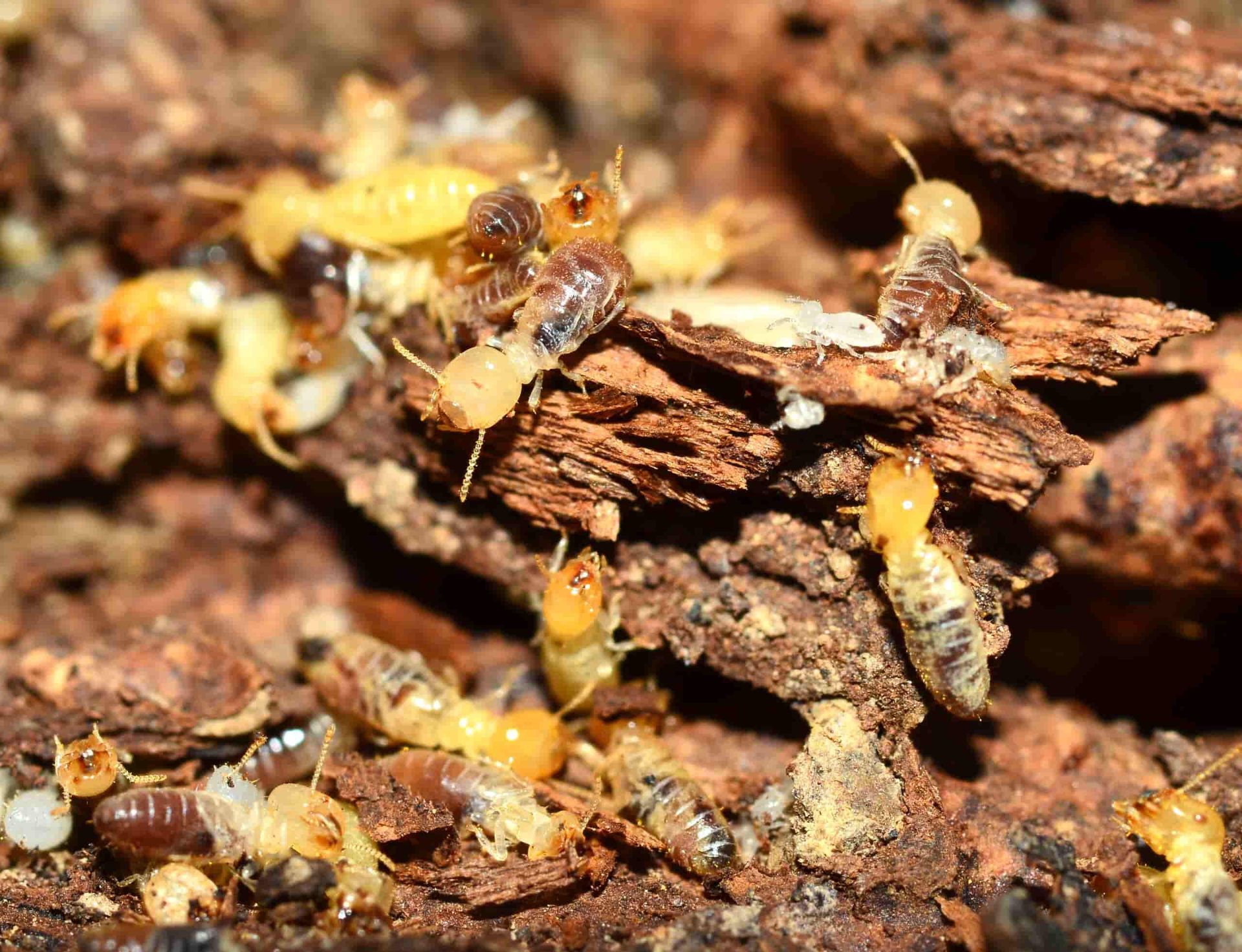 Termites, Many Light-coloured, on a Piece of Dark Brown Wood — Optimum Pest Services In Edge Hill, QLD