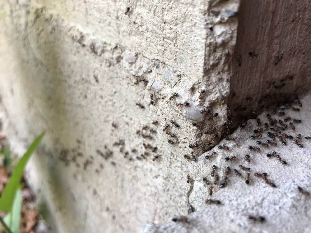 A Group of Ants Are Crawling on a Concrete Surface — Optimum Pest Services In Port Douglas, QLD