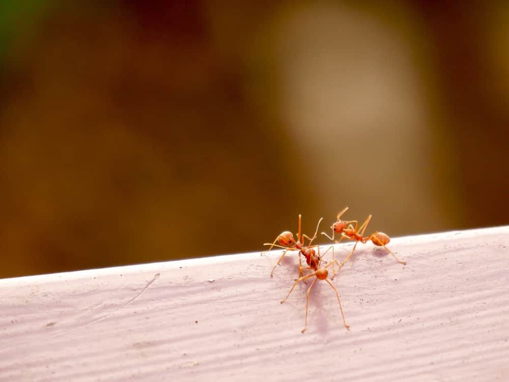 Two Red Ants Are Standing on a Wooden Surface — Optimum Pest Services In Mareeba, QLD