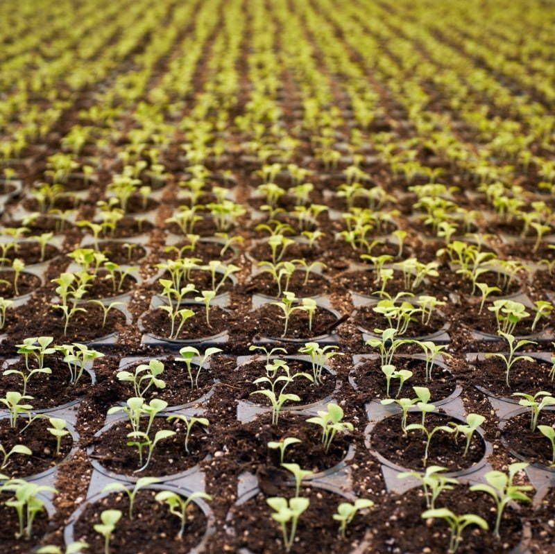A field of plants growing in pots in a greenhouse.