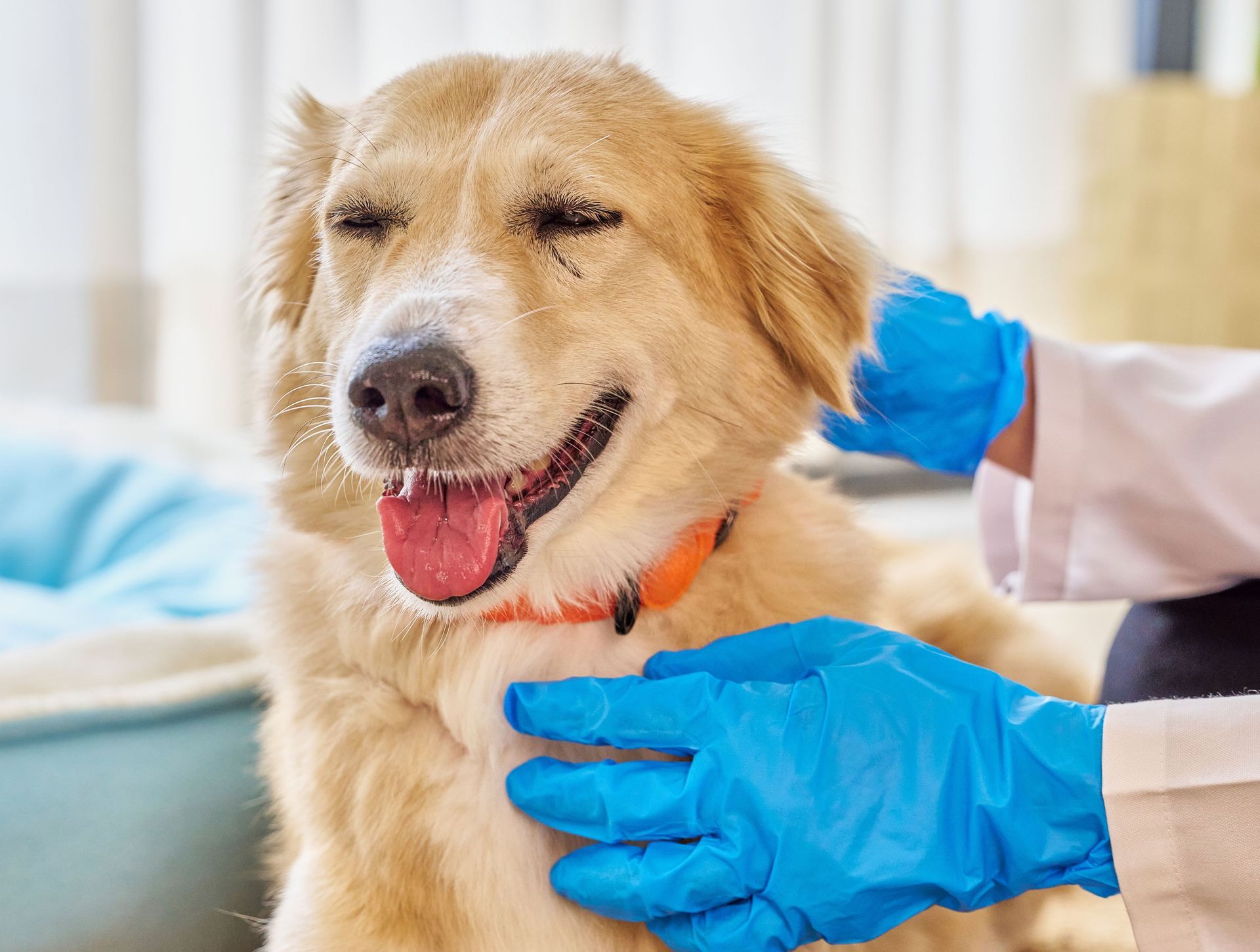 Dog with closed eyes, being examined by someone wearing blue gloves; dog is smiling.