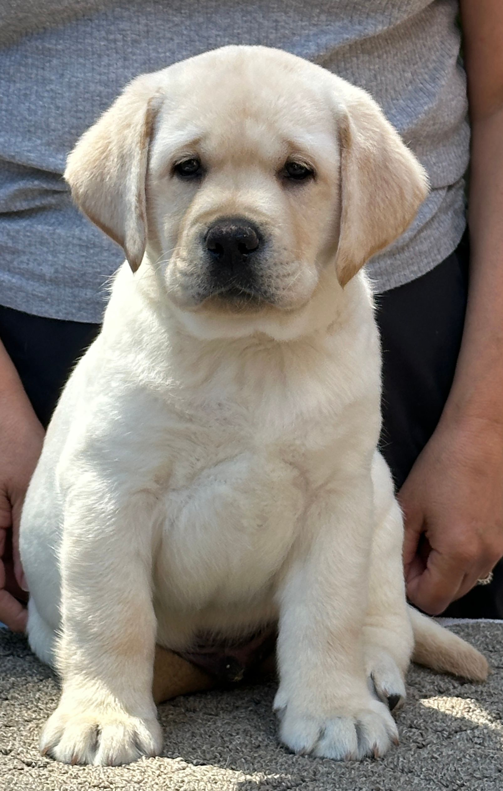 Devonshire Labradors | Bosley