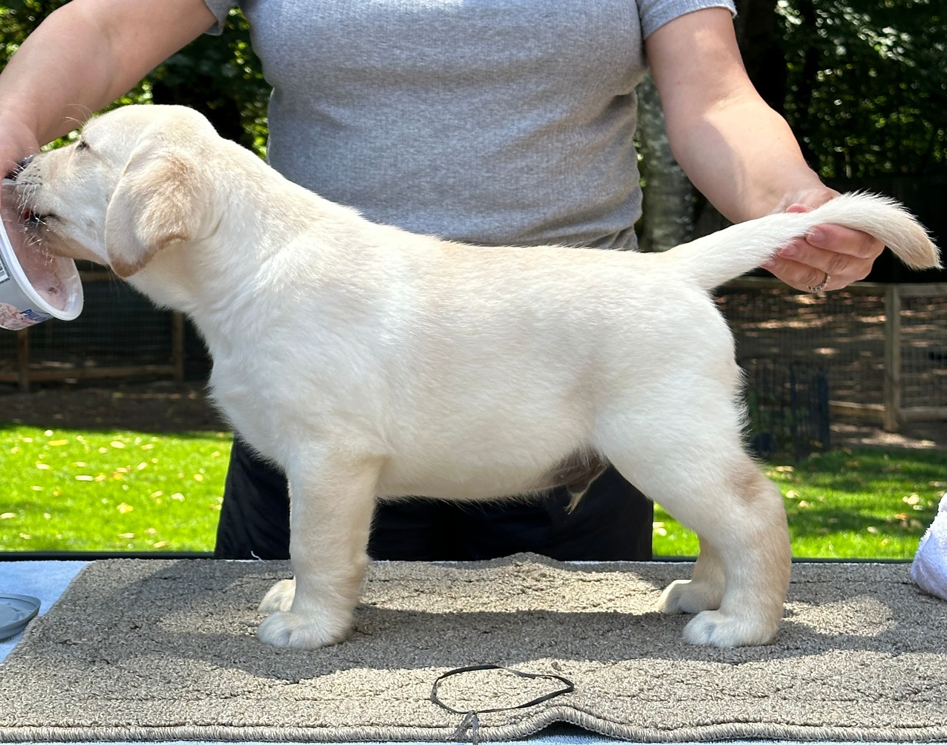 Devonshire Labradors | Bosley