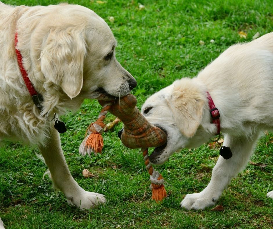 Two dogs are playing with a toy in the grass