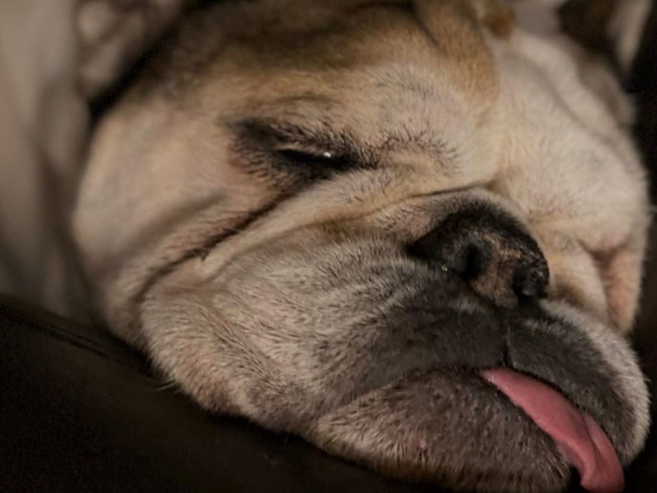 Buddy is 11 years old and a big believer in NAPs! Our office bulldog taking a NAP