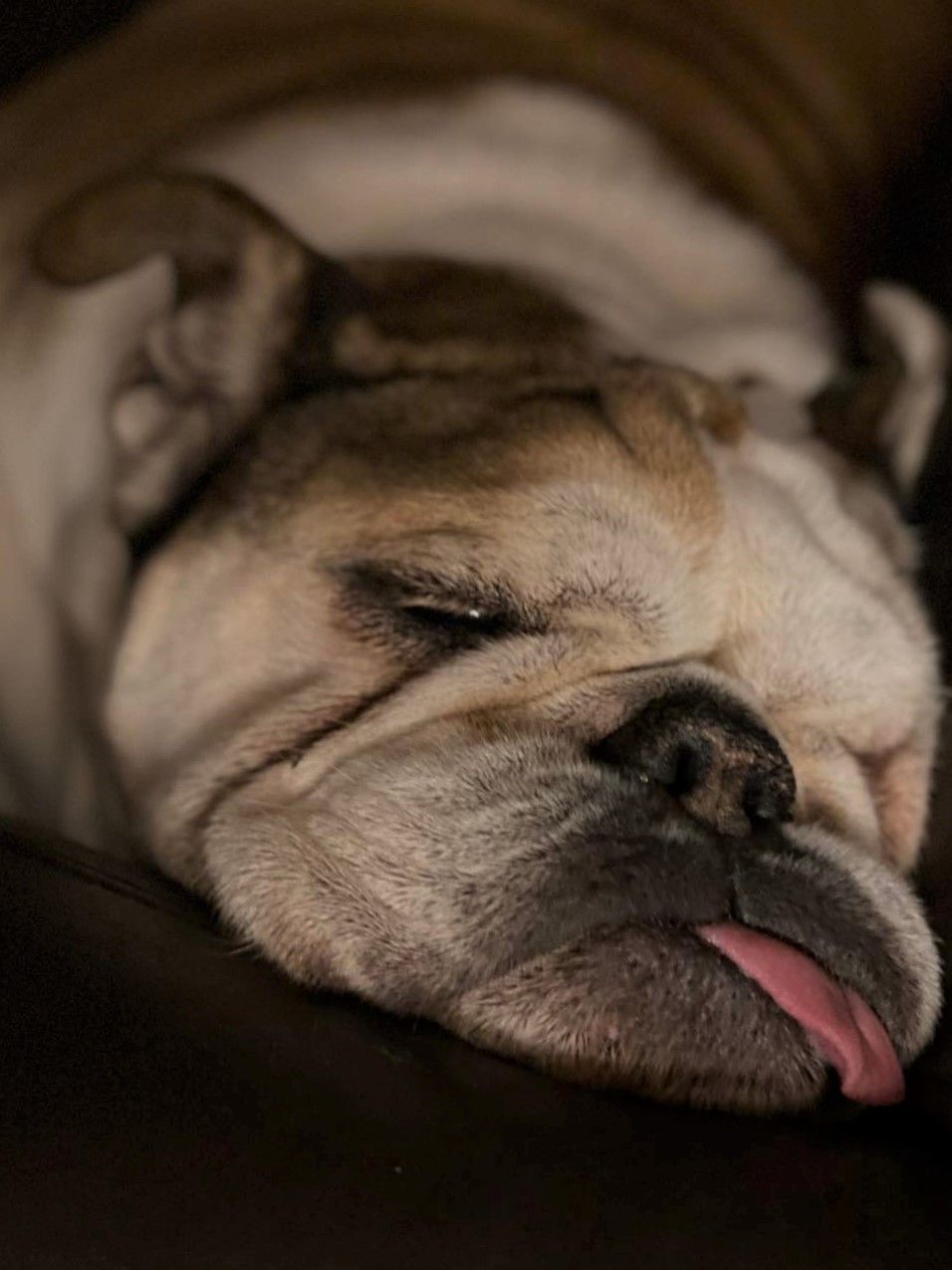 NAPs are important to Buddy and SEO