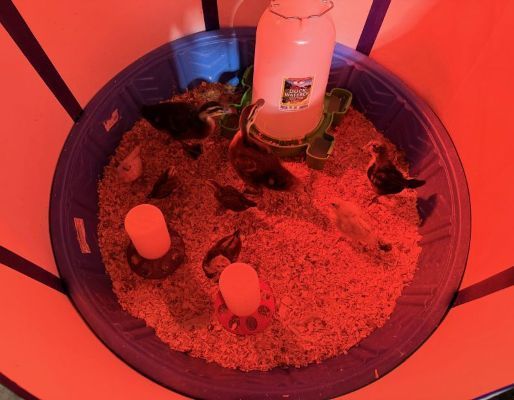 Top-down view of a red-lit small animal enclosure with bedding, a water bottle, and two hides.