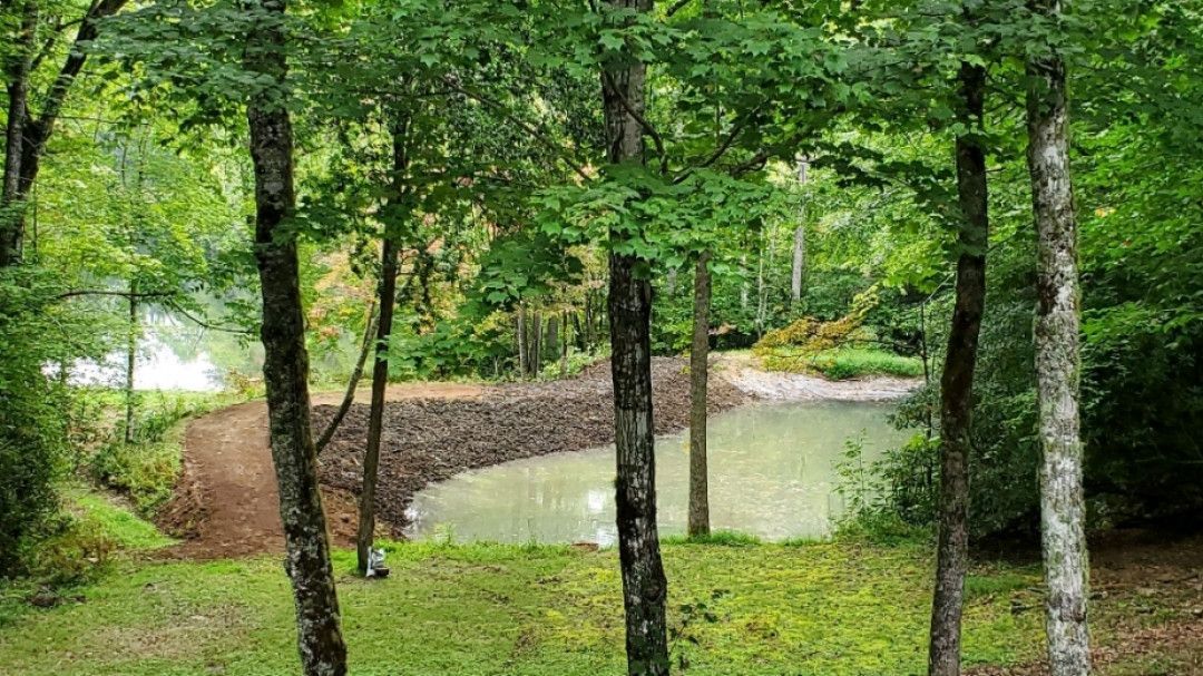 A small pond in the middle of a forest surrounded by trees