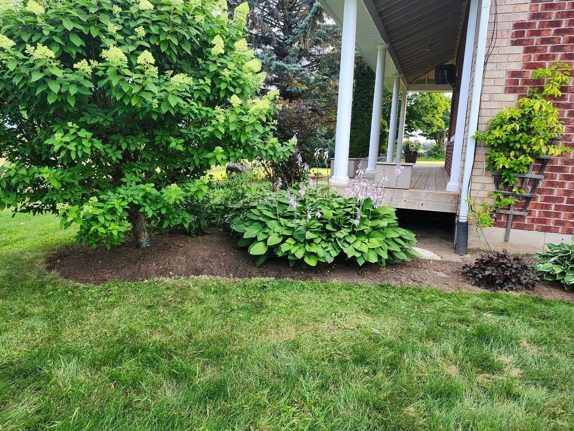 A rectangular garden bed with white hydrangea bushes and a central green shrub, set between two patio areas.