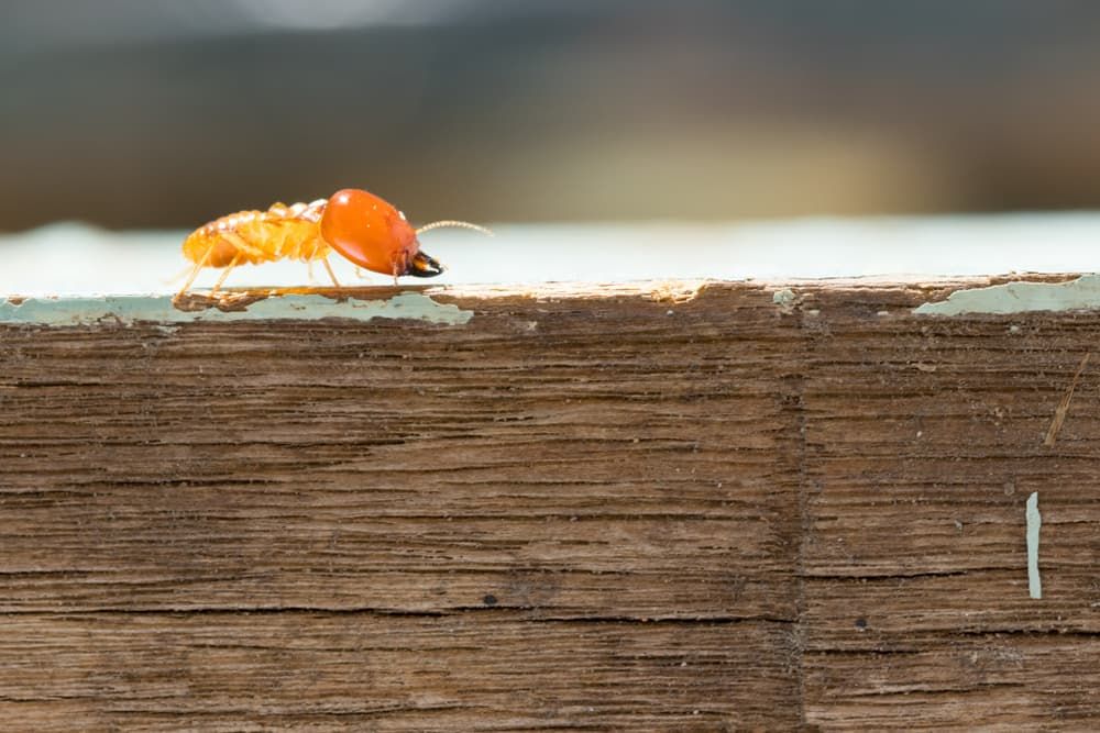 A Termite Is Crawling on A Piece of Wood — Pest Control Central Coast in Toukley, NSW