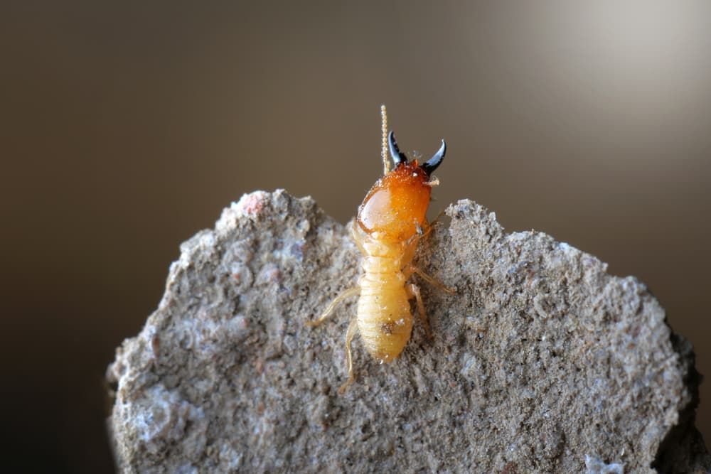 A Termite Is Sitting on Top of A Rock — Pest Control Central Coast in Woy Woy, NSW