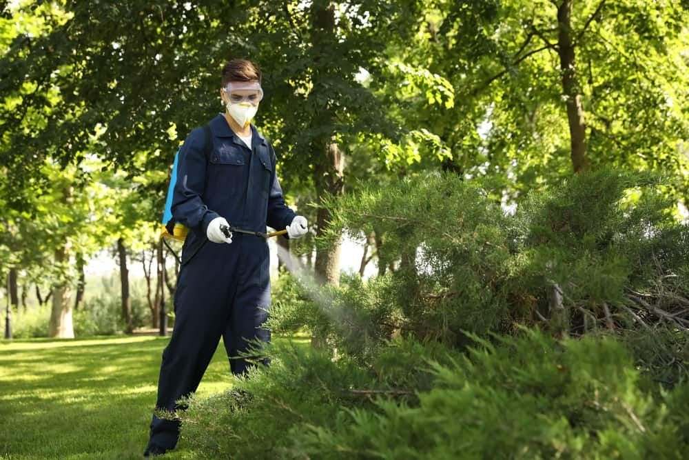 A Man Is Spraying Trees in A Park with A Sprayer — Pest Control Central Coast in Wyoming, NSW