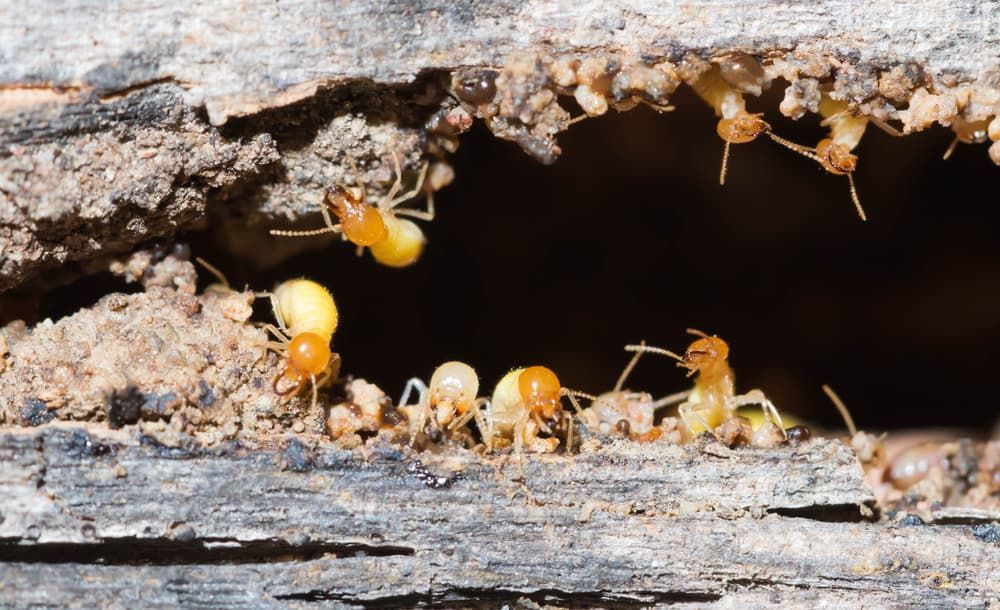 A Group of Termites Are Crawling on A Piece of Wood — Pest Control Central Coast in Wyong, NSW