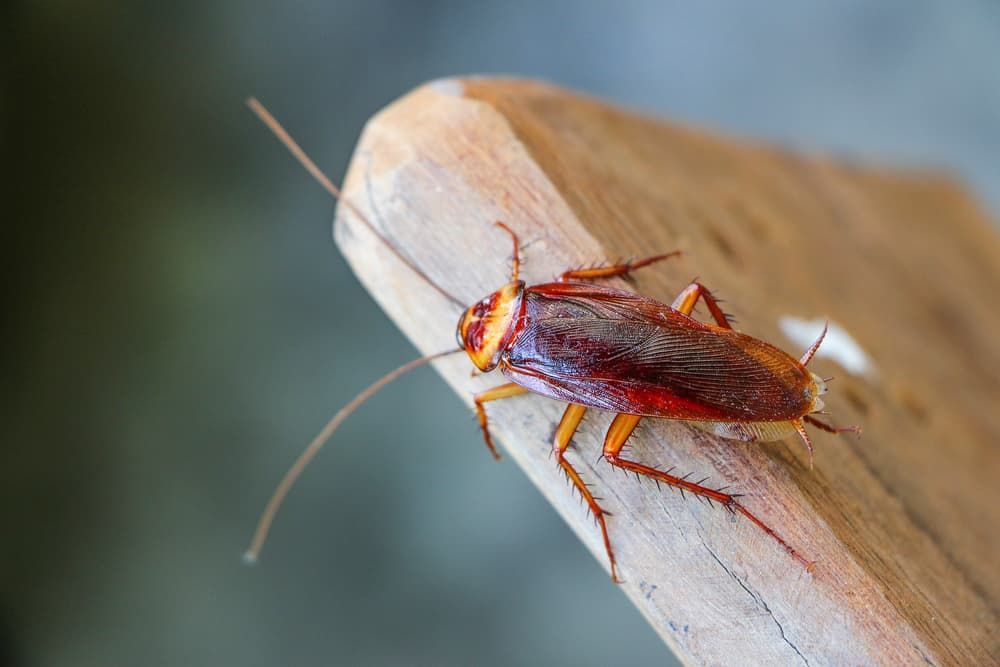A Cockroach Is Sitting on A Piece of Wood — Pest Control Central Coast in Gosford, NSW
