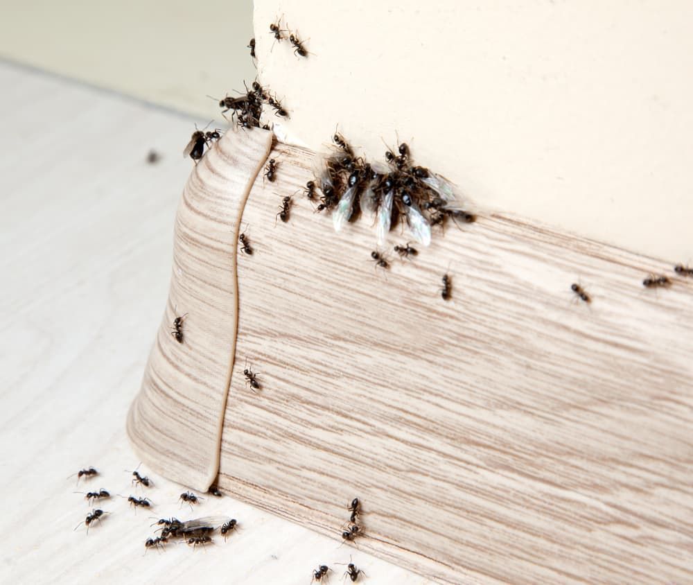 A Bunch of Ants Are Crawling on A Piece of Wood — Pest Control Central Coast in Wyong, NSW