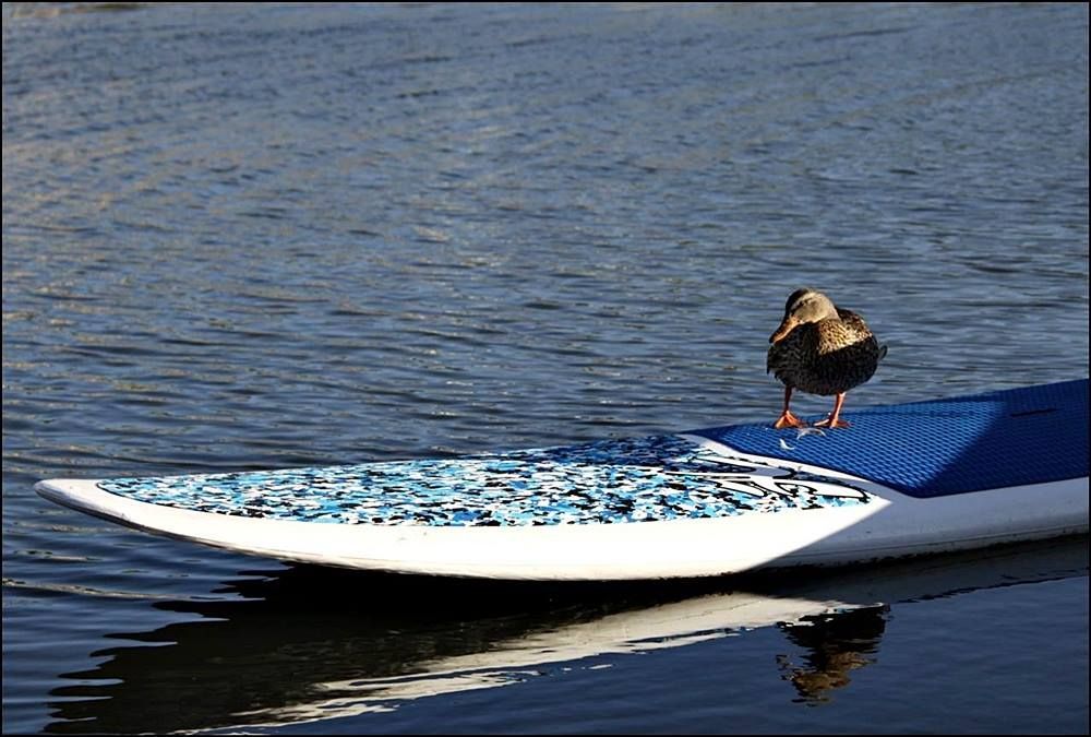 Duck standing on a blue and white paddleboard in water.