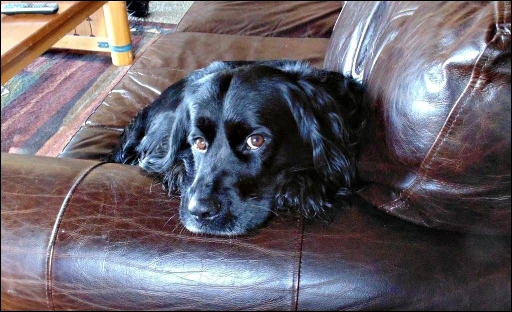 Black dog resting on a brown leather couch.