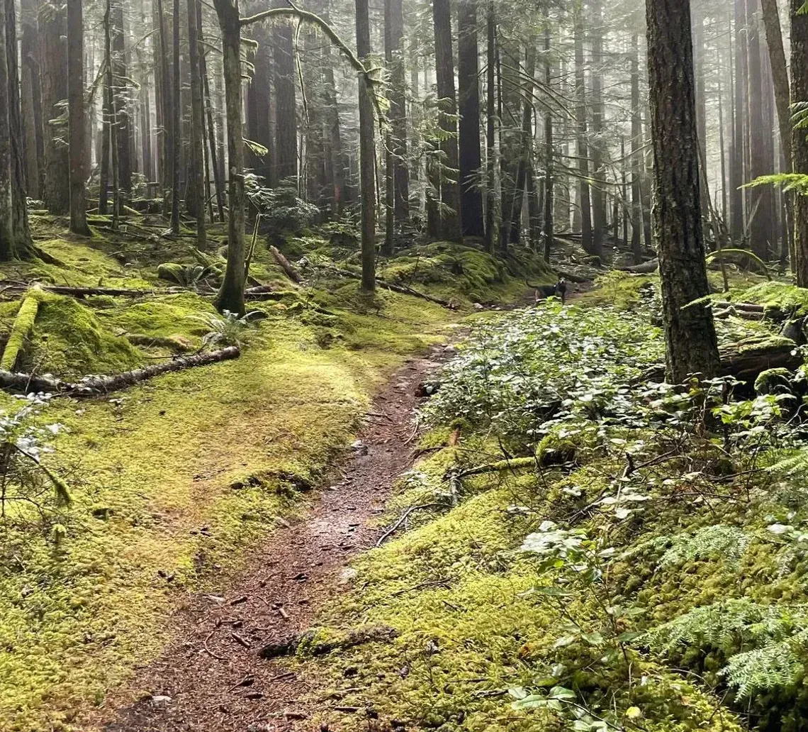 Dirt path through a lush forest, mossy ground, and tall trees, bathed in misty sunlight.