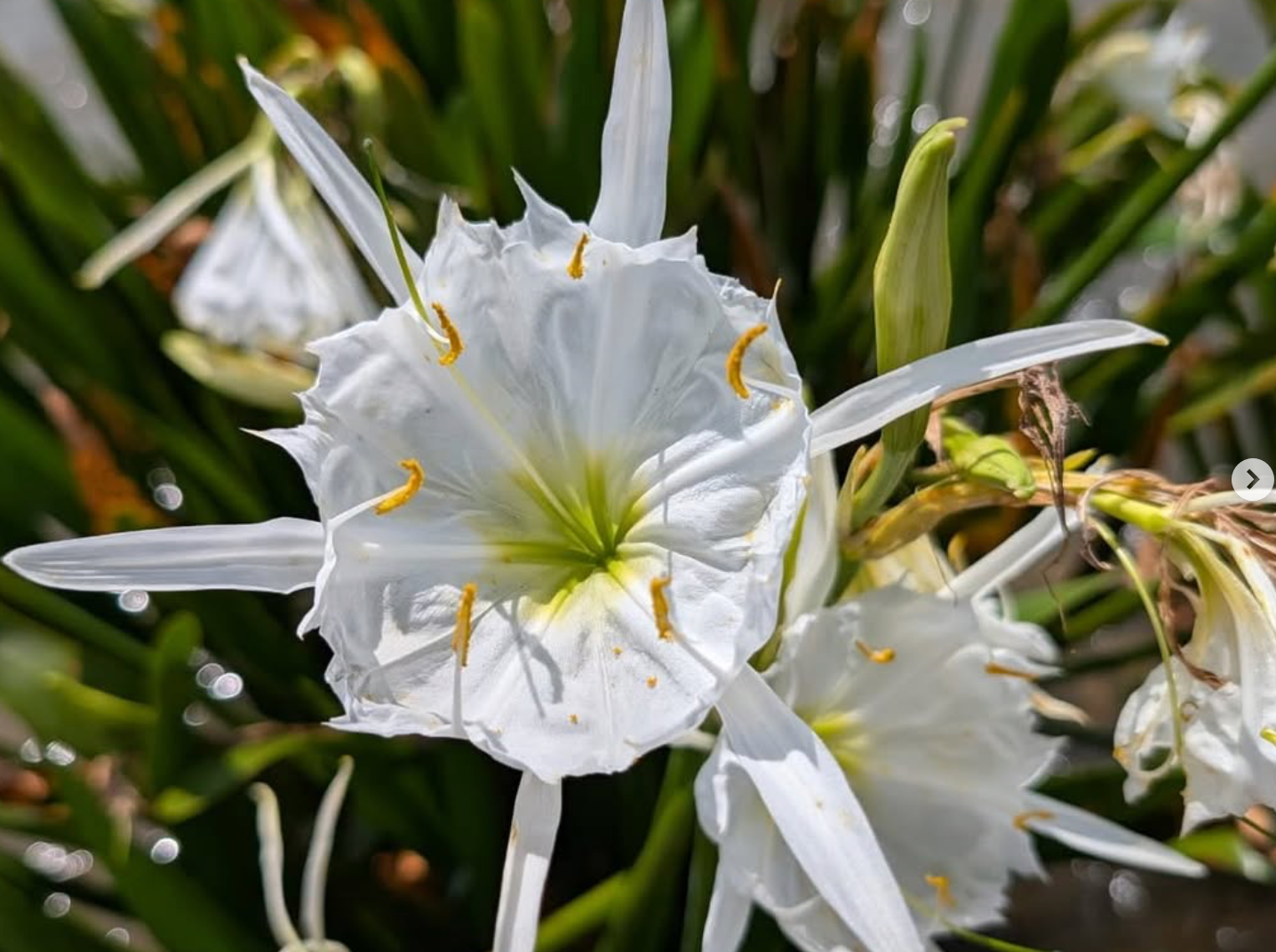 White spider lily flower with long, pointed petals, yellow stamens, and green center.
