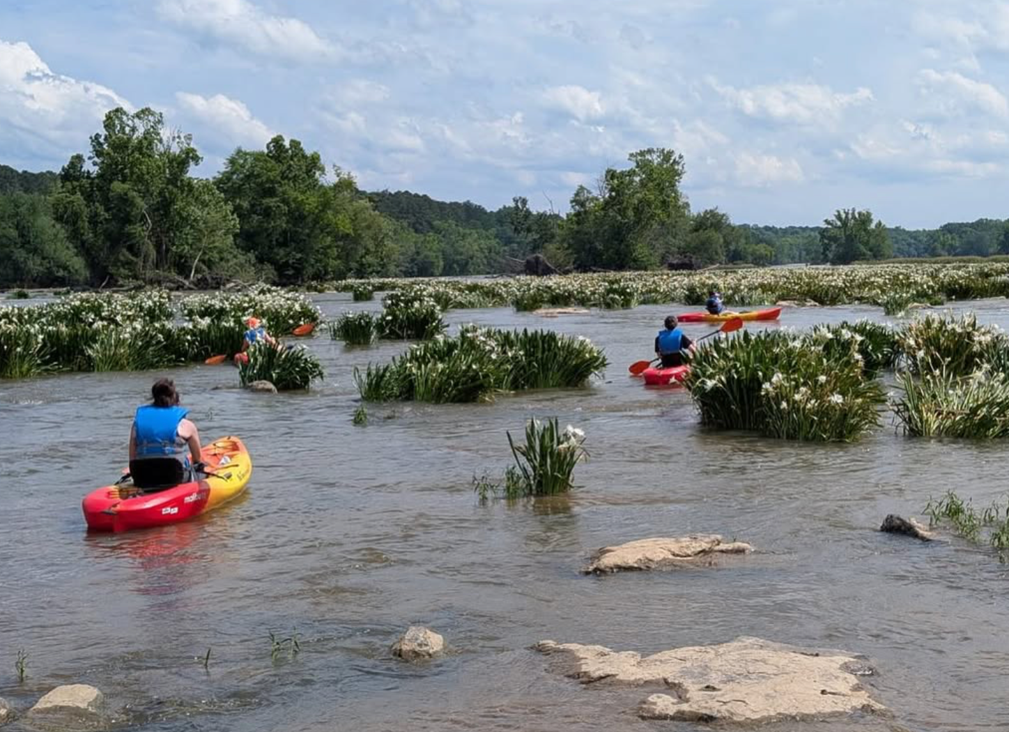 Kayakers on a river amidst white lily pads. Trees line the background under a cloudy sky.