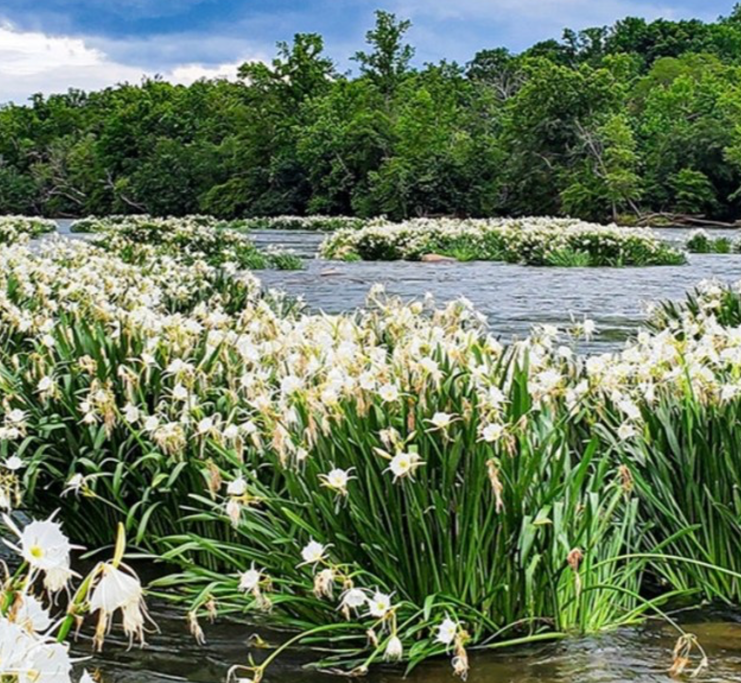 White spider lilies bloom in a river, with lush green trees in the background under a cloudy sky.