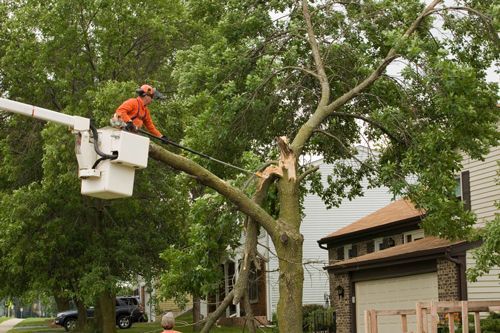 Tree service worker in a bucket truck trimming a large tree near a house.