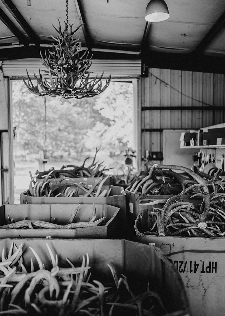 Bins of antlers in Terry Wilson's workshop