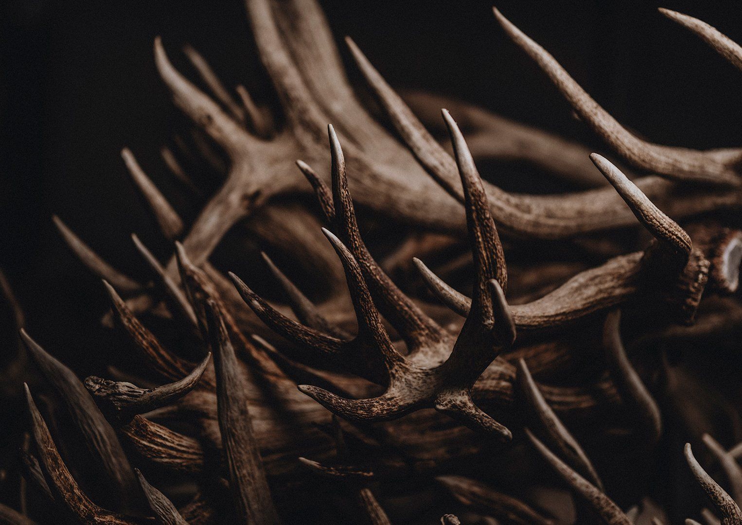 Naturally shed antlers in Terry's workshop