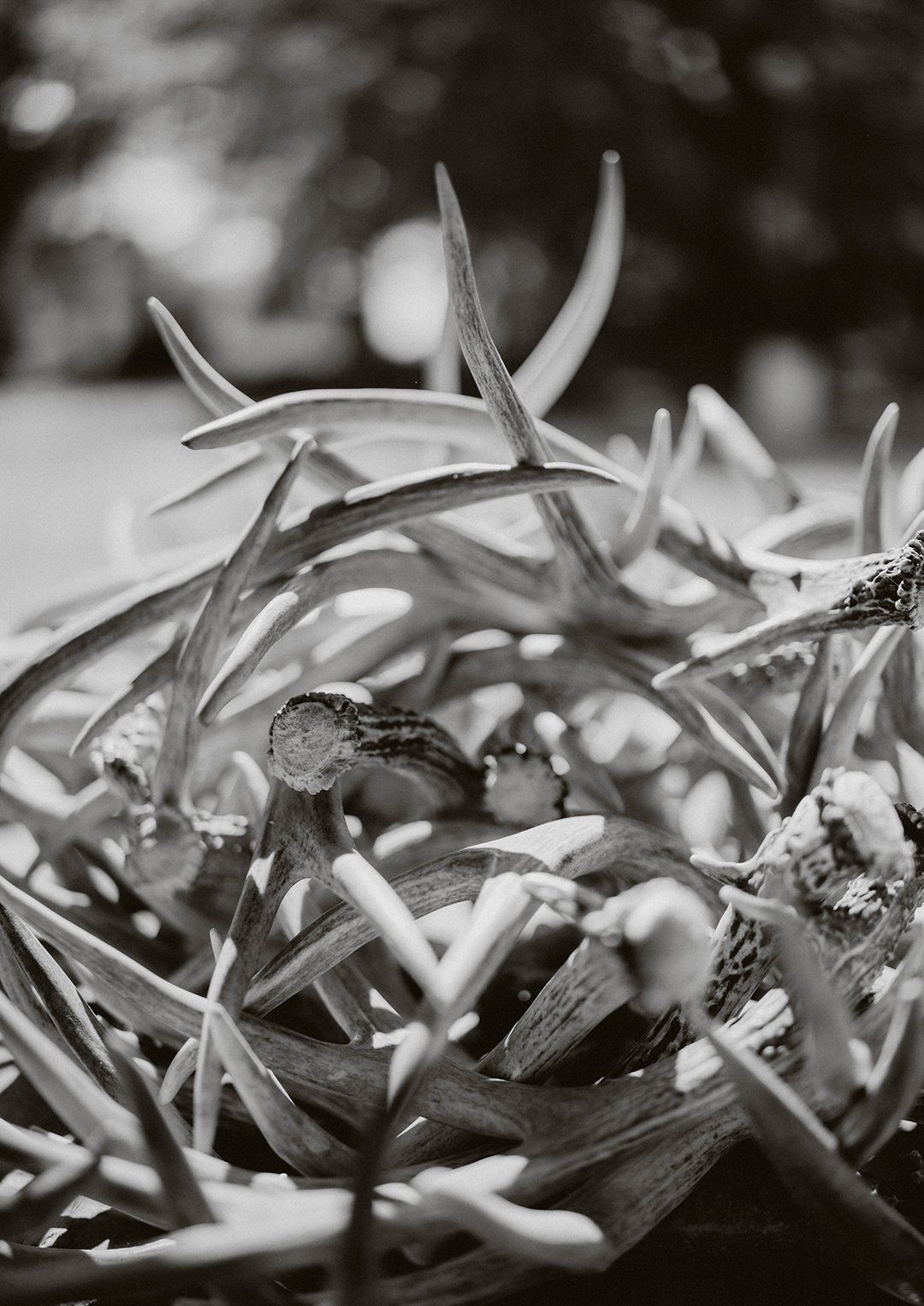 pile of antlers in black and white