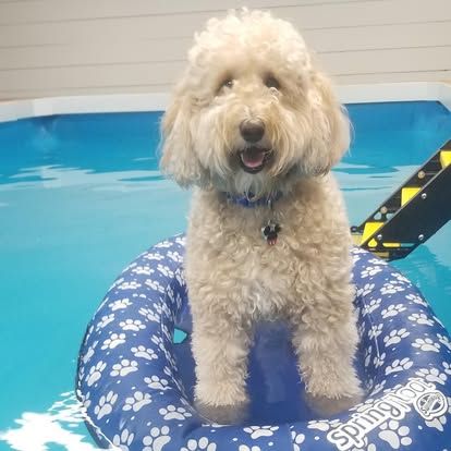 Cooper swimming